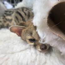 Joey, the baby genet