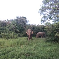 Safari in the National Park