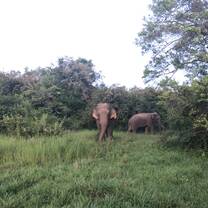 Safari in the National Park