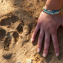 Wildlife and Conservation Projects in Africa