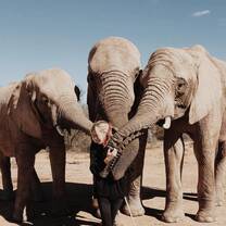 Bridging Gaps - Elephant walk