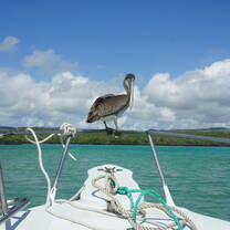 Ecuador's fantastic and diverse ocean wildlife is everywhere you look