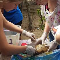 Get hands-on experience rehabilitating sea turtles. 