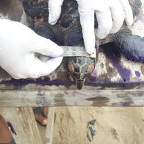 Be a vital part of research that helps protect ocean wildlife. 