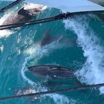 Dolphins riding the bow wake