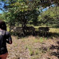 Oga and zebras at the Kuti wildlife park 