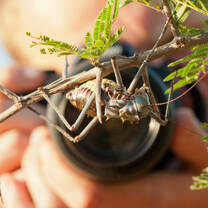 South Africa Field Guide Course