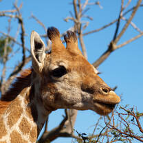 World class wildlife experience