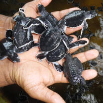 Baby turtles from the project