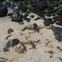 Baby seal on beach