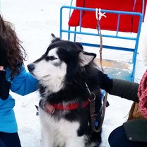Traveling the world one dog sled at a time!