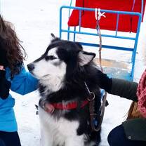 Traveling the world one dog sled at a time!