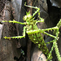 Green spiny katydid