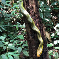 Green snake on tree