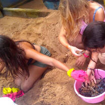Volunteers collect newly hatched baby turtles for release