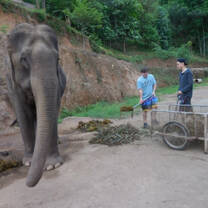 Elephant at sanctuary
