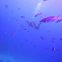 A diver and tropical fish
