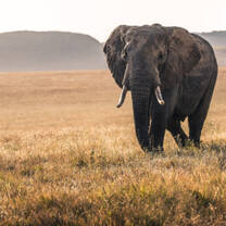 African elephant