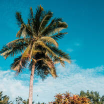 Palm trees in tropical Belize