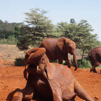 Elephants at reserve
