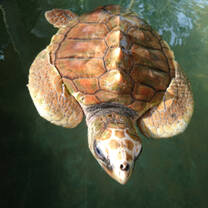 Turtle in the water
