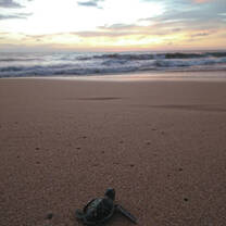 A newly hatched baby turtle crawls out to sea