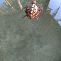 A baby turtle in the water