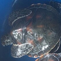 Sea turtle sanctuary