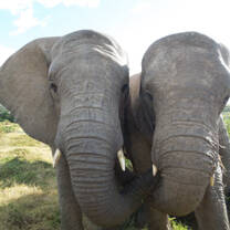 African elephants at Kwantu reserve