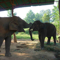 Elephants at sanctuary