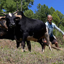 Nepalese farmer