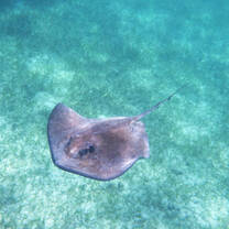 Sting ray in the ocean, Belize