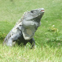 Iguana in Belize