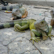 Iguanas