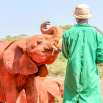 Baby elephants fed at reserve
