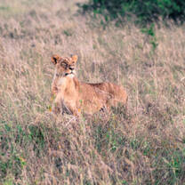 Lioness