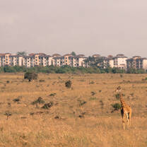 Giraffe