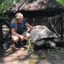 Prison Island Tortoise  Tortoise on Prison Island outside Zanzibar