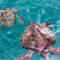 Turtles swimming