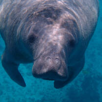 Manatee at the Belize Barrier Reef