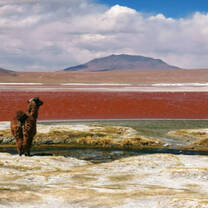 Alpaca and view