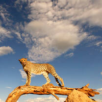 Cheetah