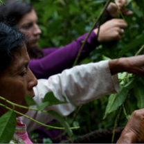 Conservation workers