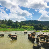 A herd of elephants in Sri Lanka
