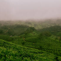Beautiful fields