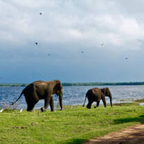 Elephants walk next to the ocean