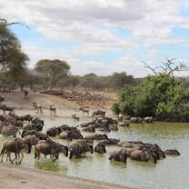 Nearby water hole; Wildebeest and Zebra drinking hole
