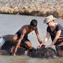 Washing elephant
