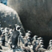 south-africa-6 south-africa-6