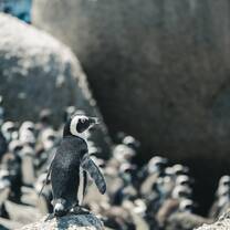 south-africa-6